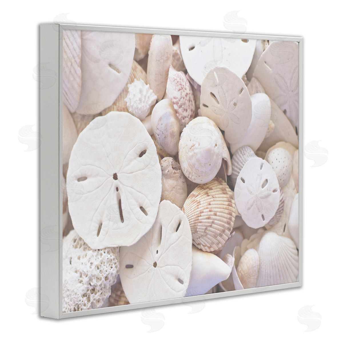 Stupell Studio White Mixed Sand Dollar Shells