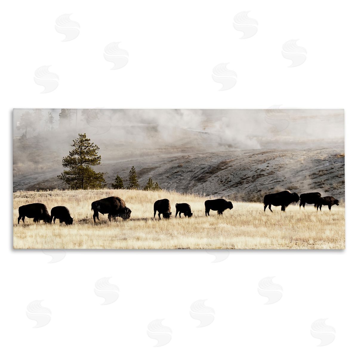 Grazing Bison Foggy Countryside Canvas Wall Art, Home Decor by Danita Delimont