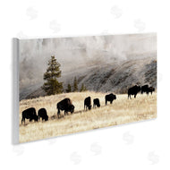 Danita Delimont | Grazing Bison Foggy Countryside