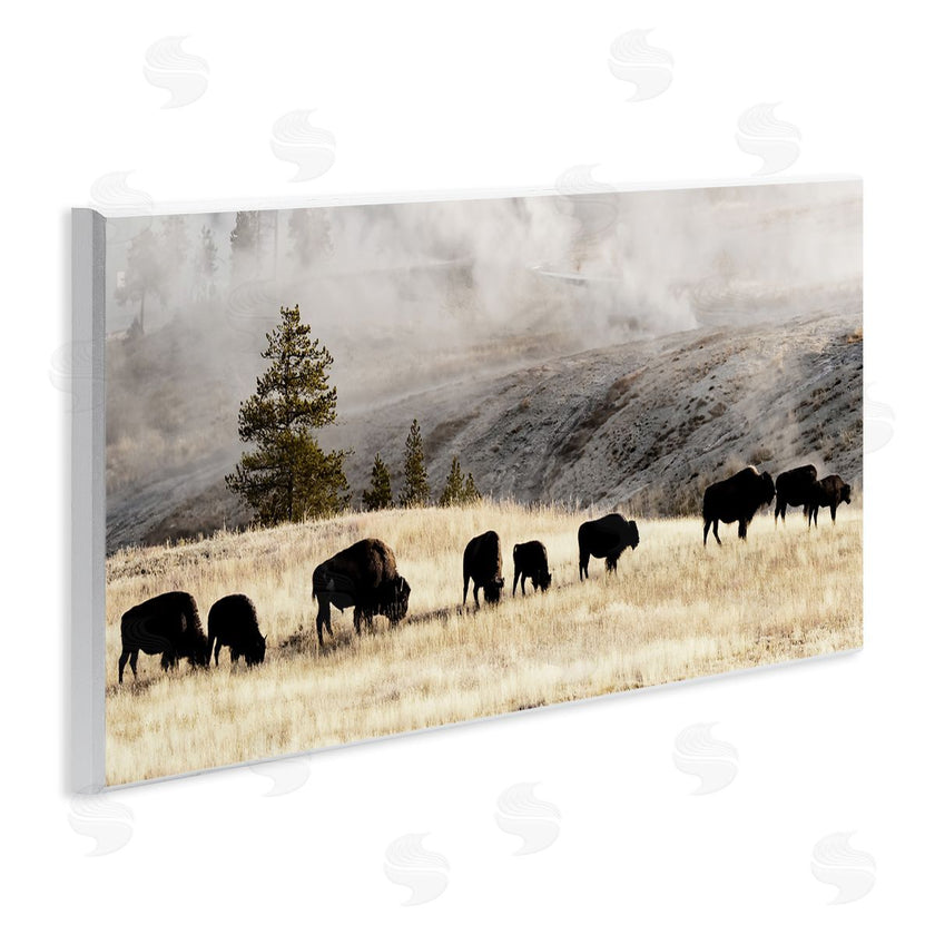 Danita Delimont | Grazing Bison Foggy Countryside