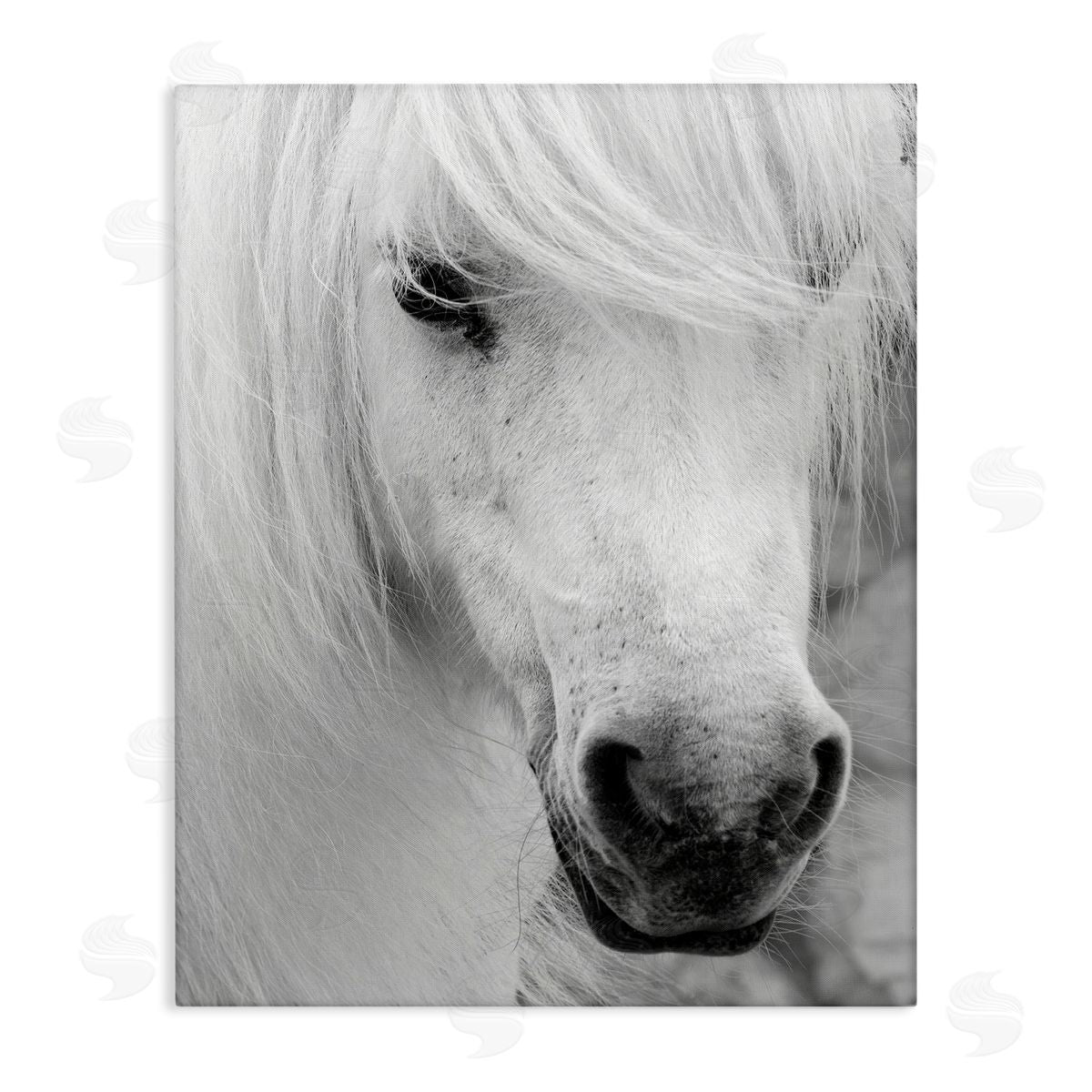 Danita Delimont Elegant White Horse Stallion