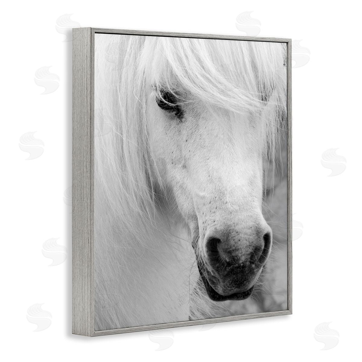 Danita Delimont Elegant White Horse Stallion