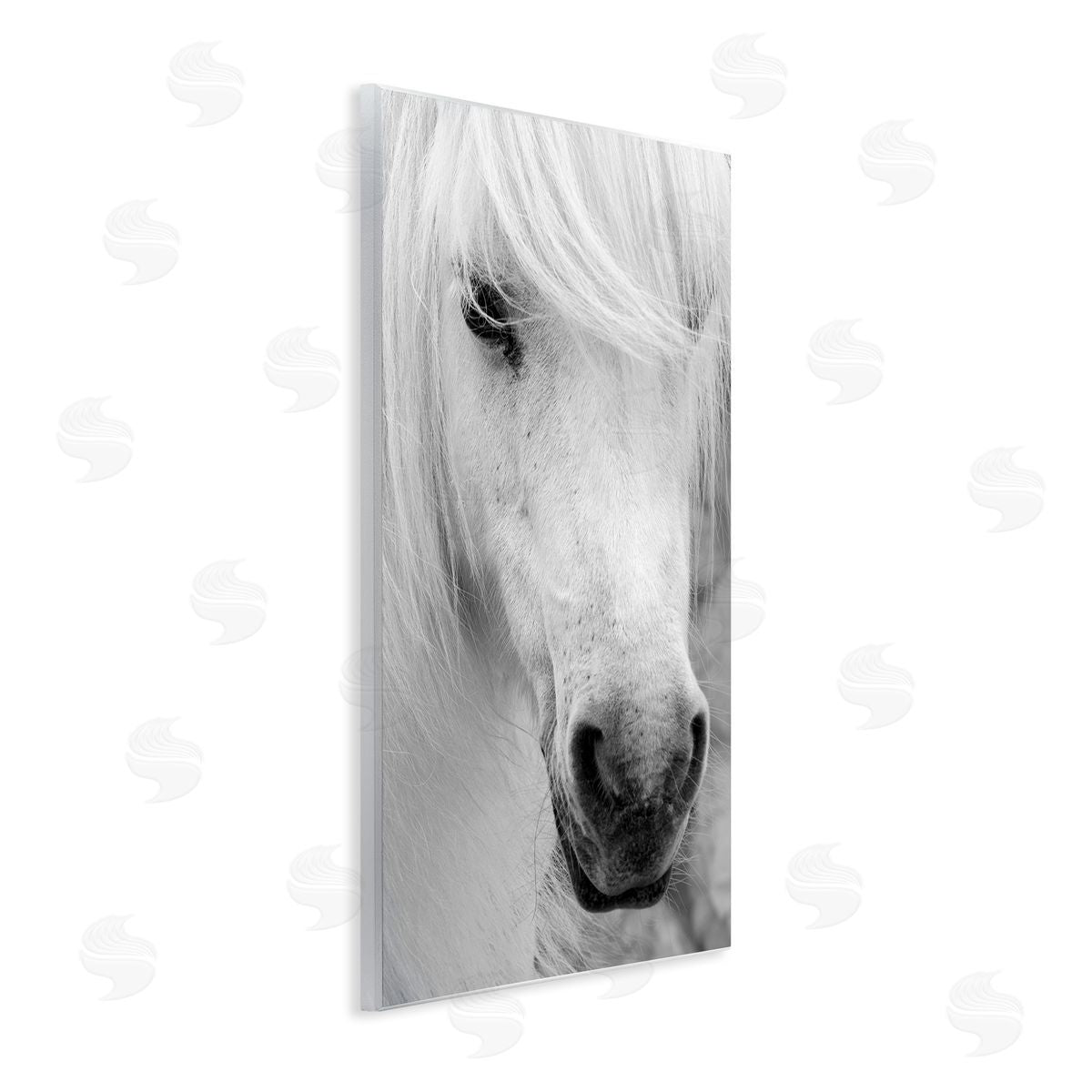 Danita Delimont Elegant White Horse Stallion