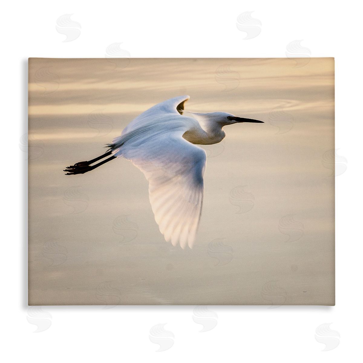 David Lorenz Egret Gliding Aerial View