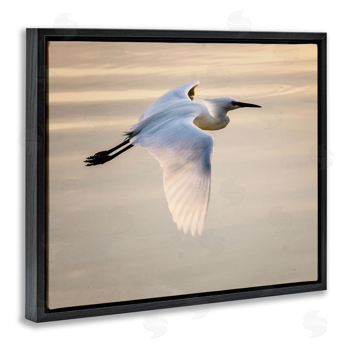 David Lorenz Egret Gliding Aerial View