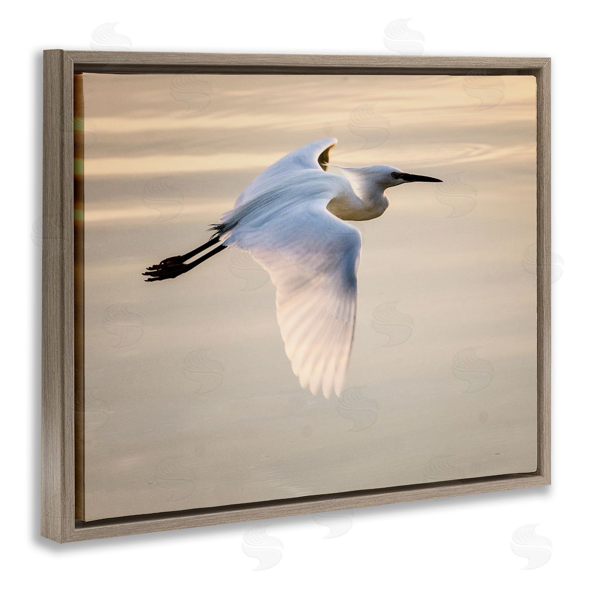 David Lorenz Egret Gliding Aerial View