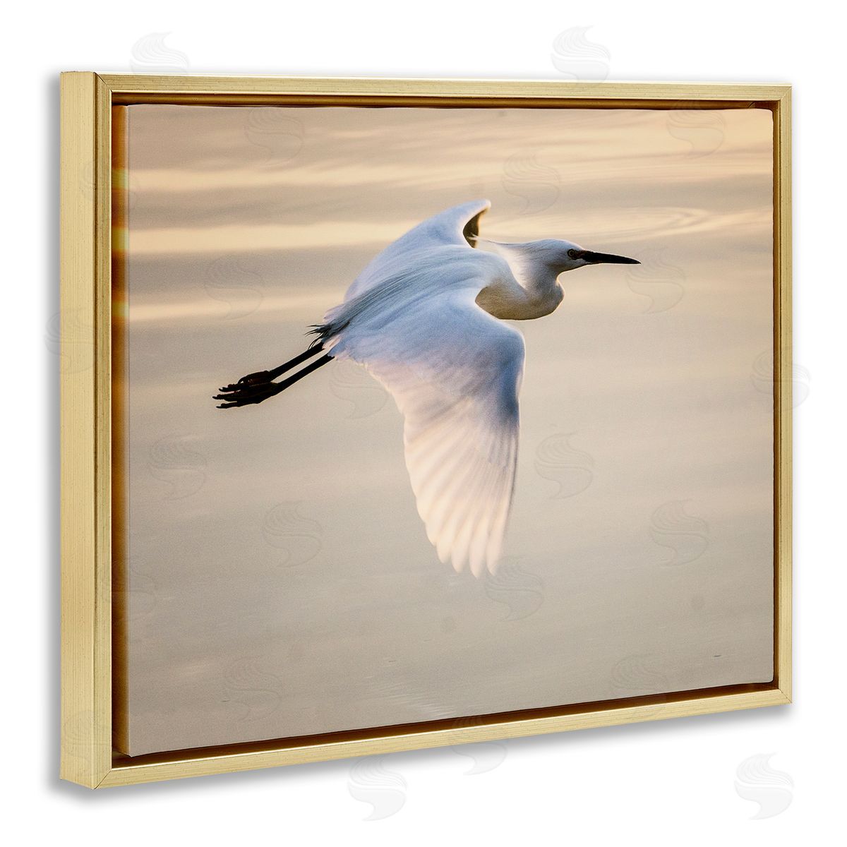 David Lorenz Egret Gliding Aerial View