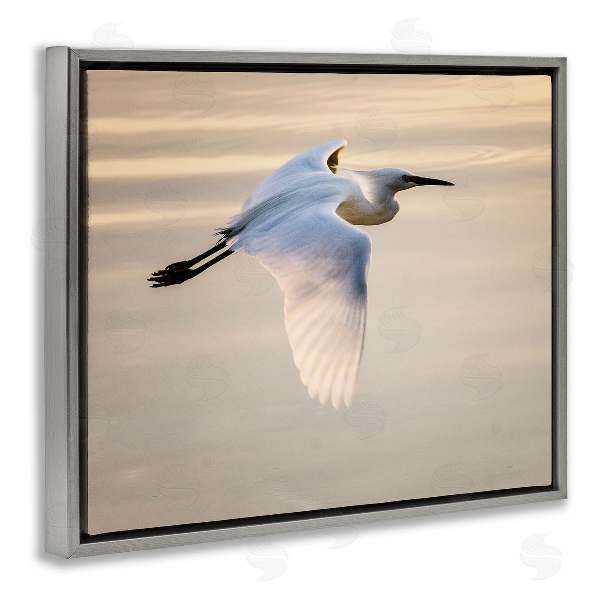 David Lorenz Egret Gliding Aerial View