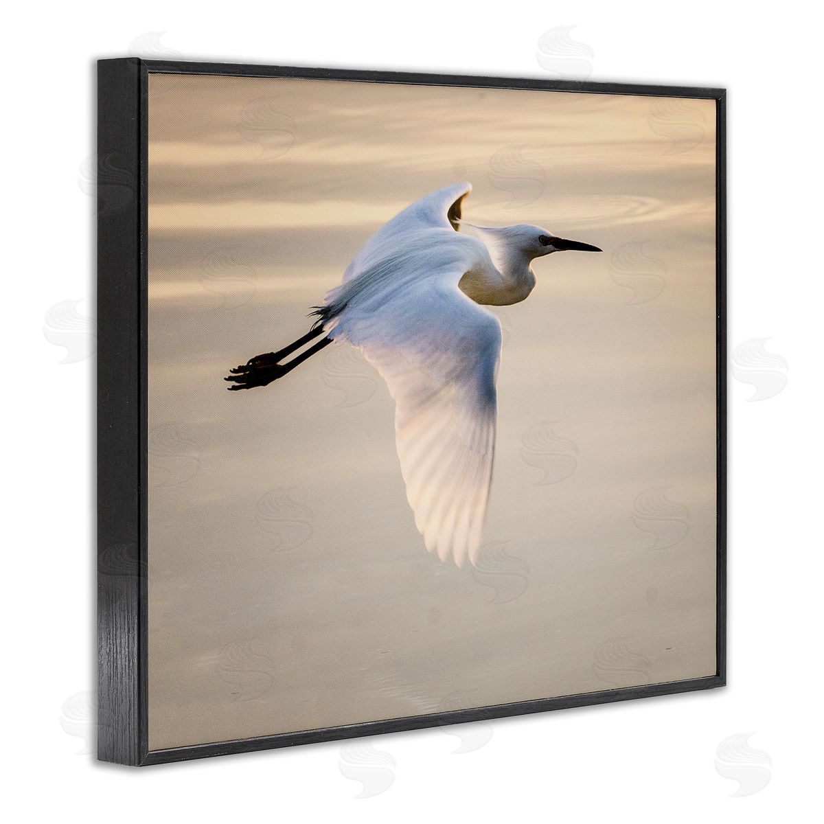 David Lorenz Egret Gliding Aerial View