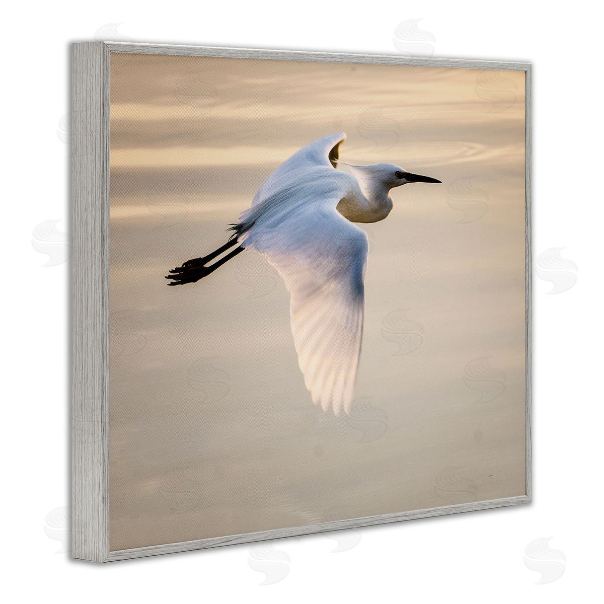 David Lorenz Egret Gliding Aerial View