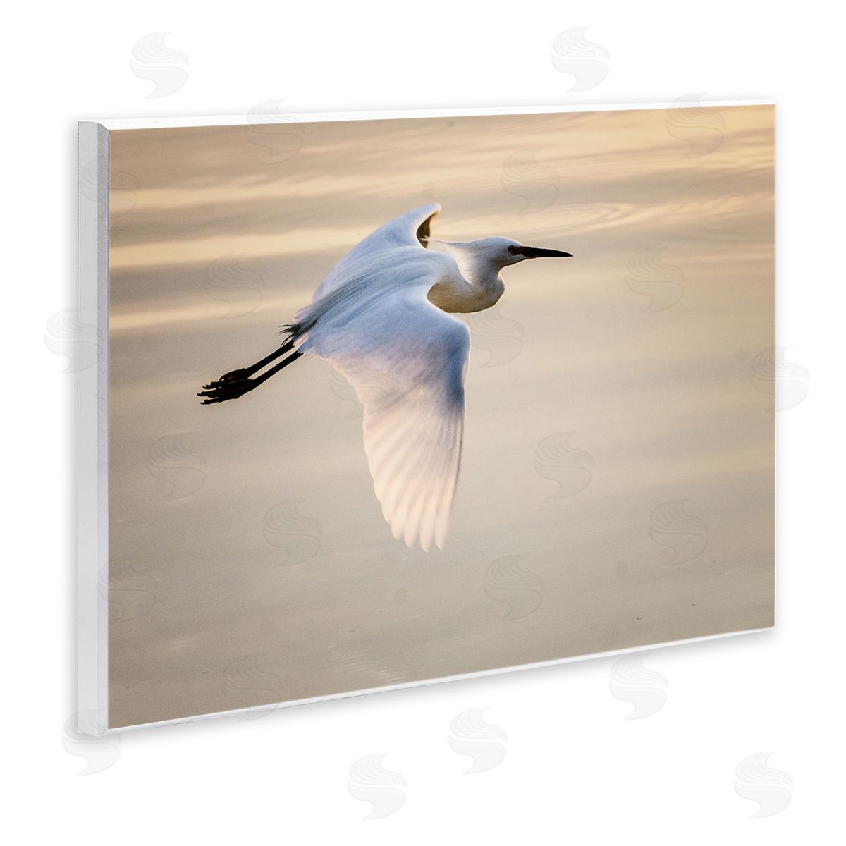 David Lorenz Egret Gliding Aerial View