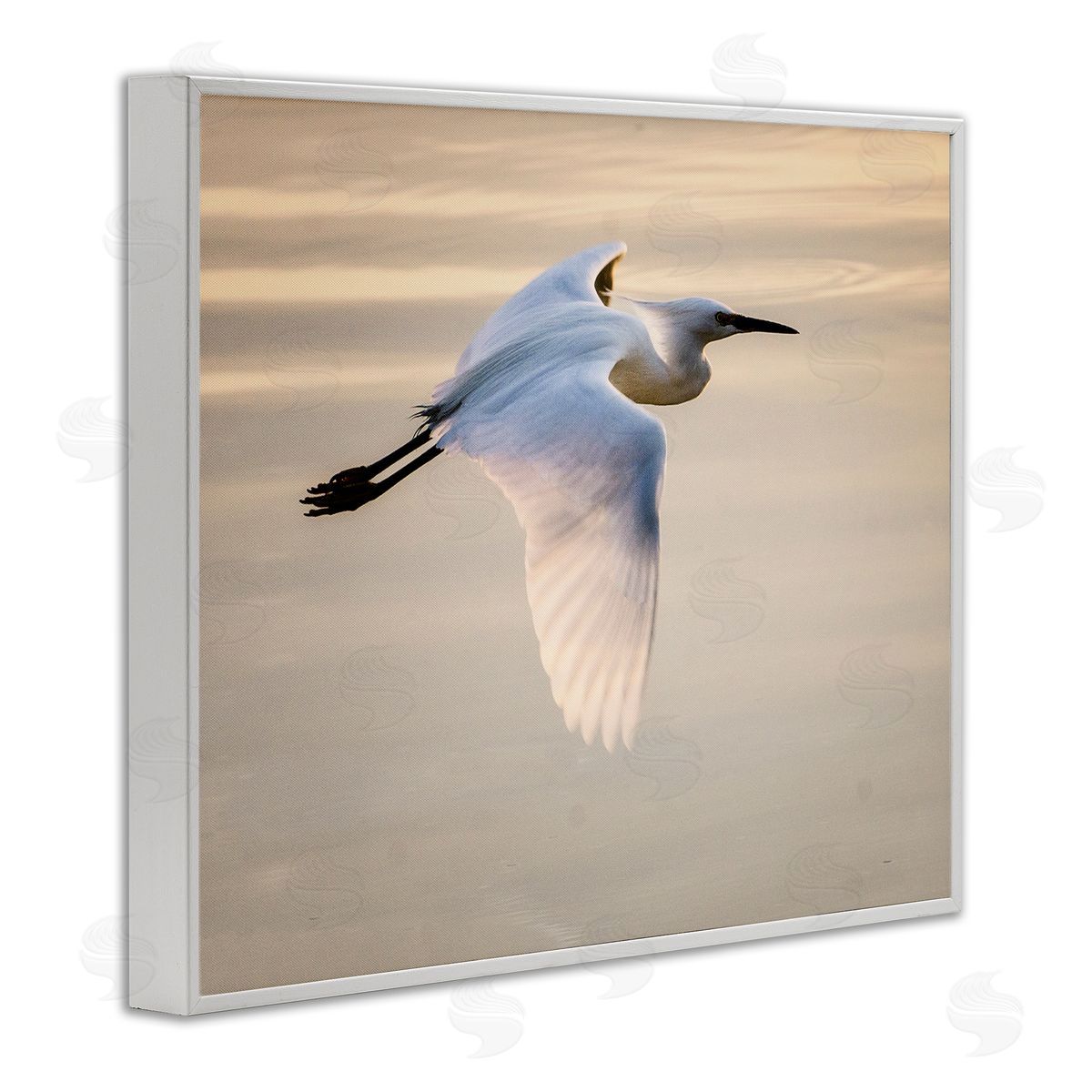 David Lorenz Egret Gliding Aerial View