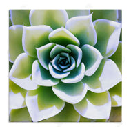 Irena Orlov | Green Succulent Nature Close Up