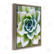 Irena Orlov | Green Succulent Nature Close Up
