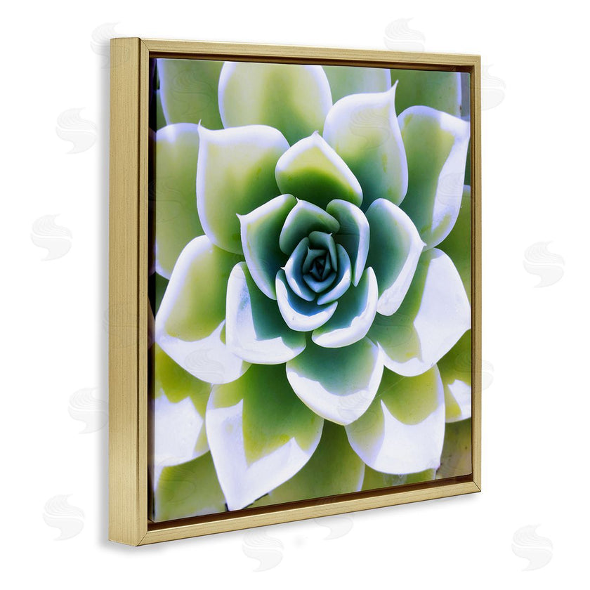 Irena Orlov | Green Succulent Nature Close Up
