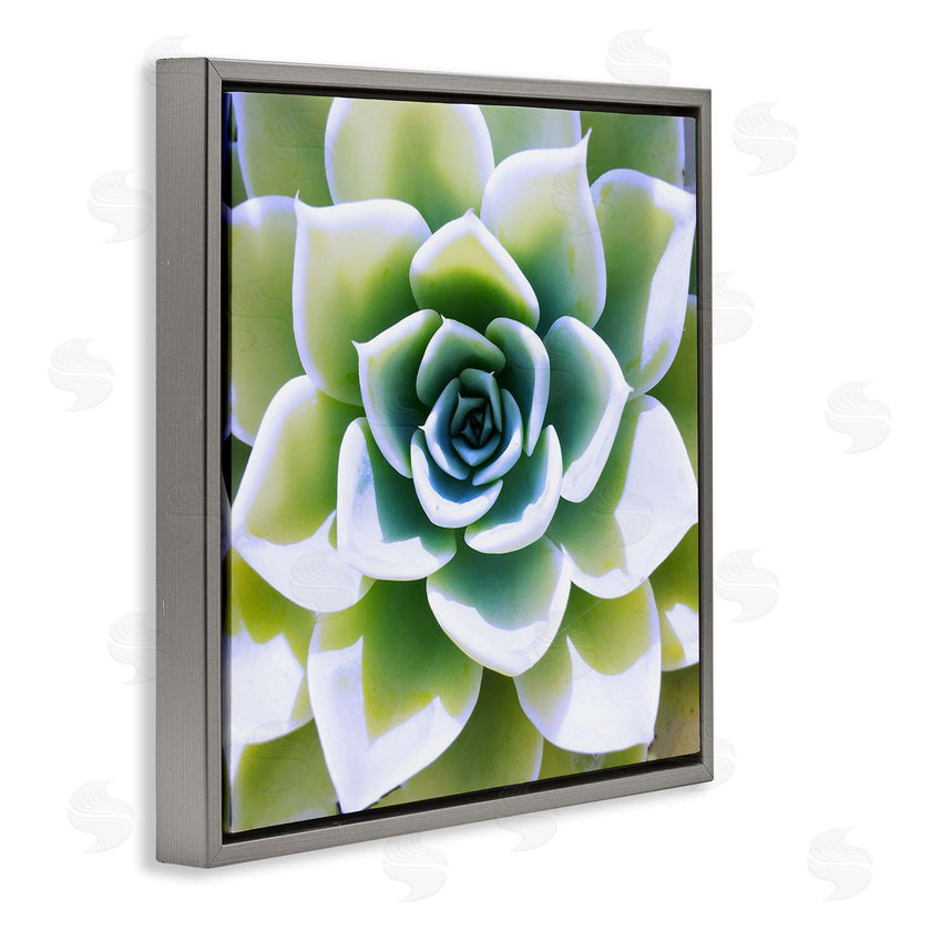 Irena Orlov | Green Succulent Nature Close Up