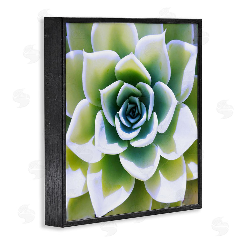 Irena Orlov | Green Succulent Nature Close Up