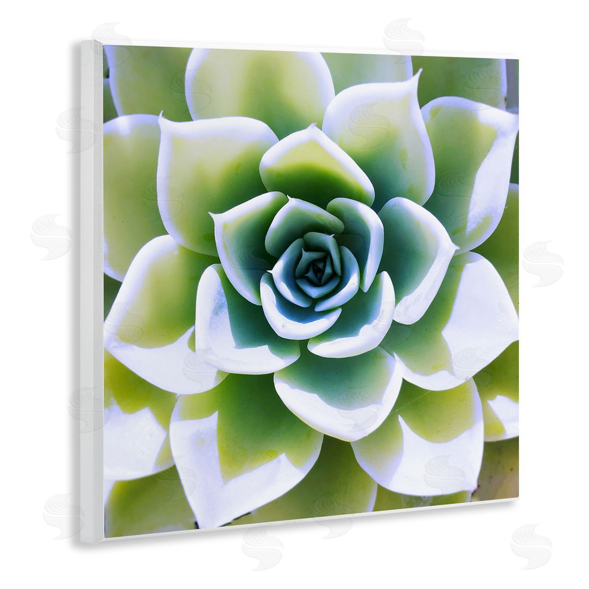 Green Succulent Nature Close Up Wood Plaque Wall Art, Home Decor by Irena Orlov