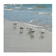 Natalie Carpentieri | Sandpipers on Shore Reflection