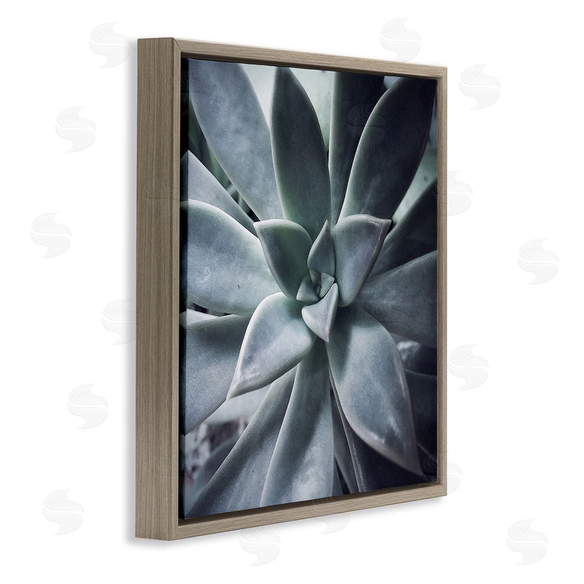 Jessica Manelis Succulent Plant Photography Brown Floating Frame Canvas Wall Art Print