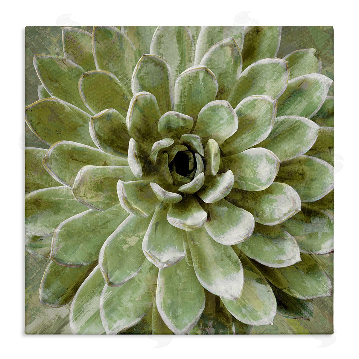 Lindsay Benson Succulent Plant Abstract View Stretched Canvas Wall Art Print
