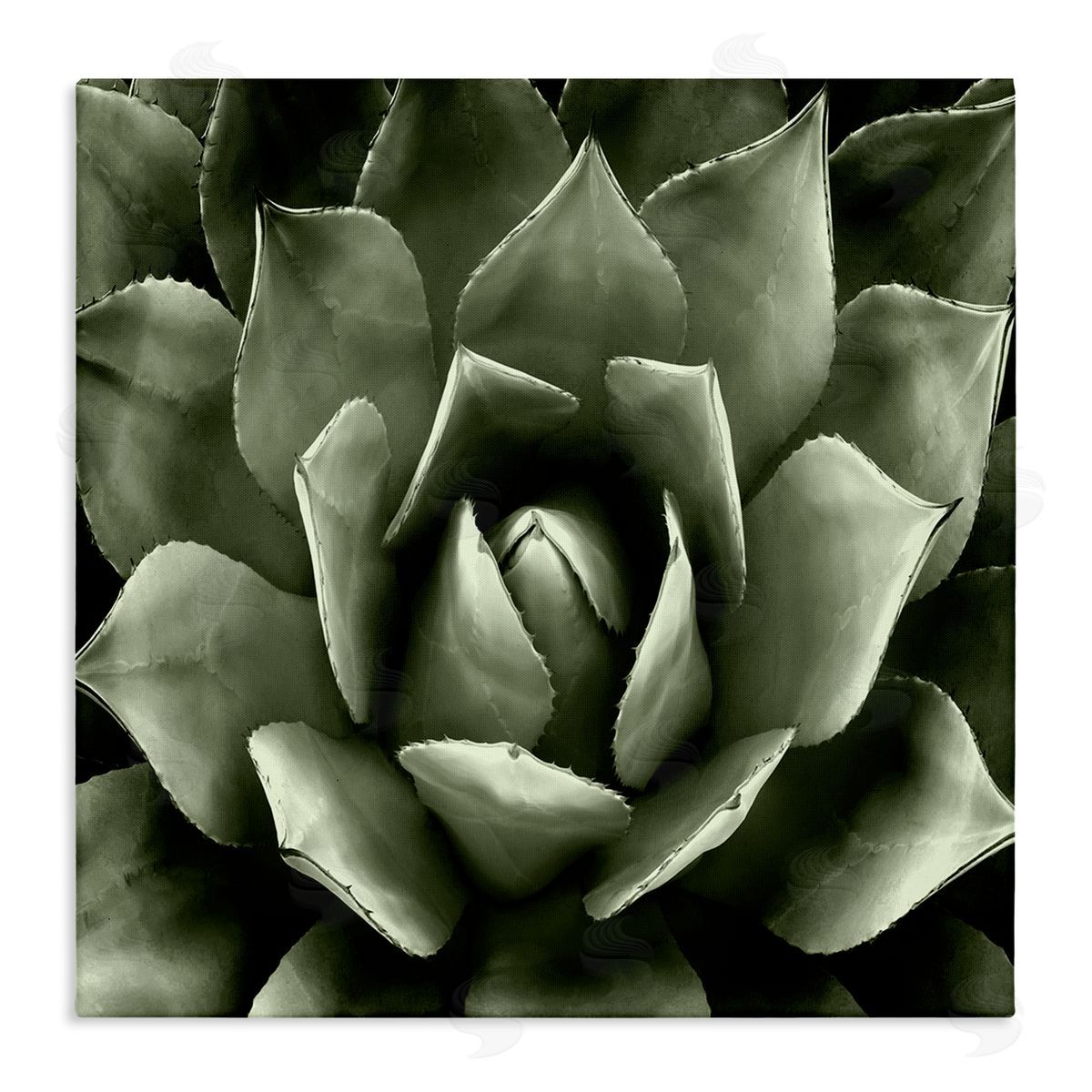 Lindsay Benson Succulent Plant Close Up View Stretched Canvas Wall Art Print