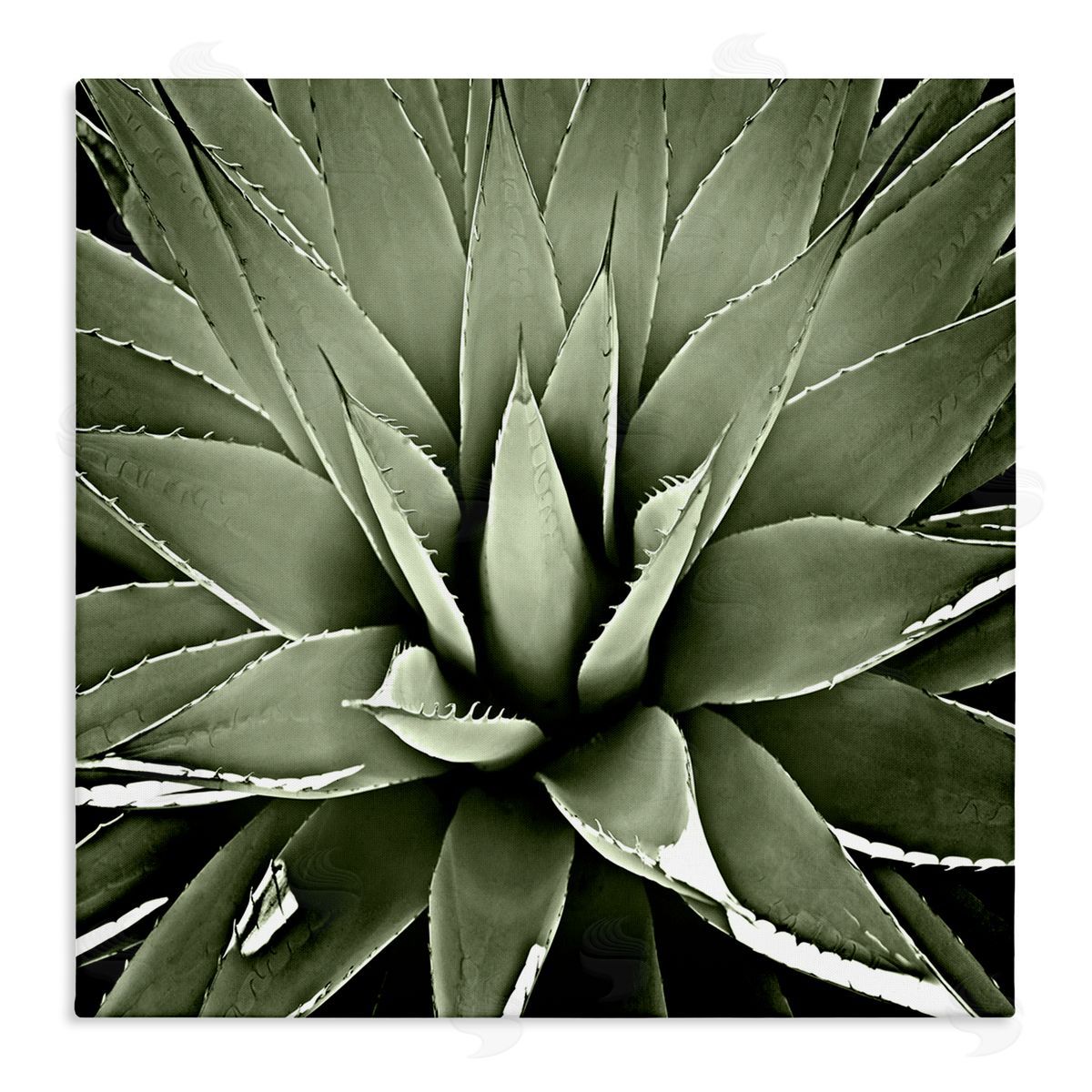 Lindsay Benson Succulent Plant Lush Leaves Stretched Canvas Wall Art Print