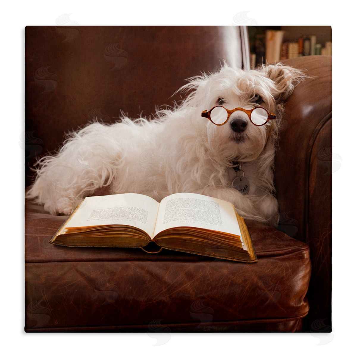 Michael Quackenbush White Dog Reading Book Stretched Canvas Wall Art Print