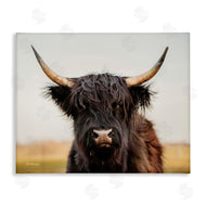 Dakota Diener | Black Highland Cow Portrait
