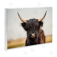 Dakota Diener | Black Highland Cow Portrait