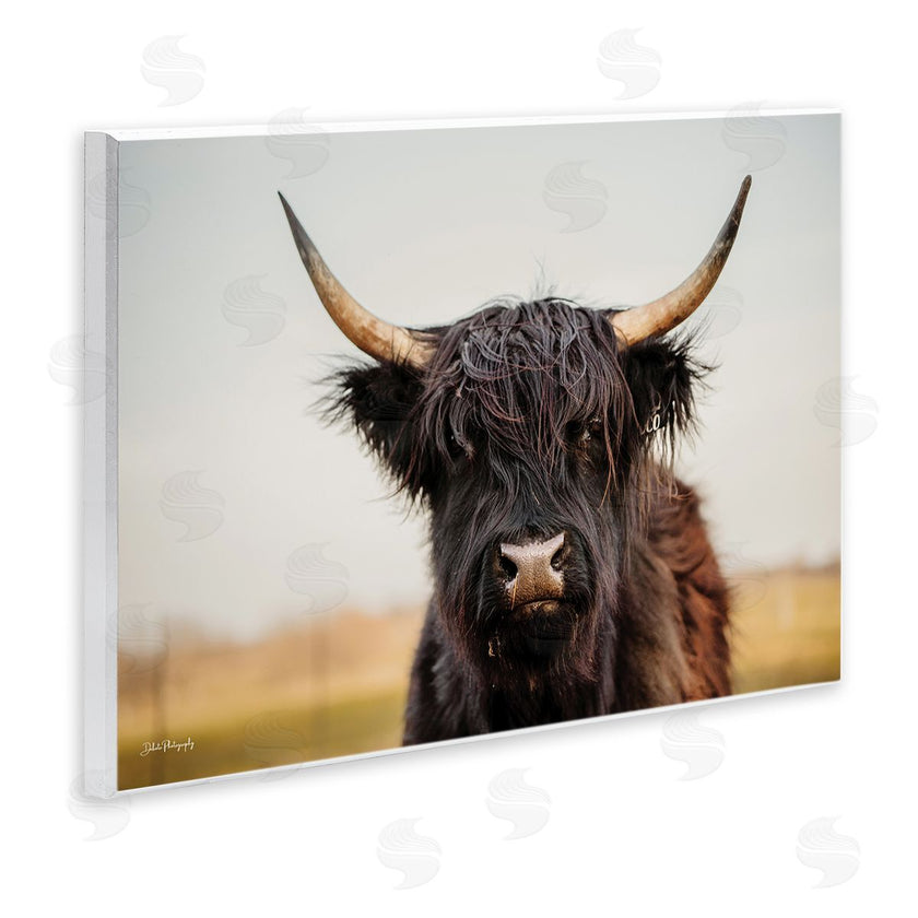 Dakota Diener | Black Highland Cow Portrait