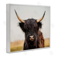 Dakota Diener | Black Highland Cow Portrait