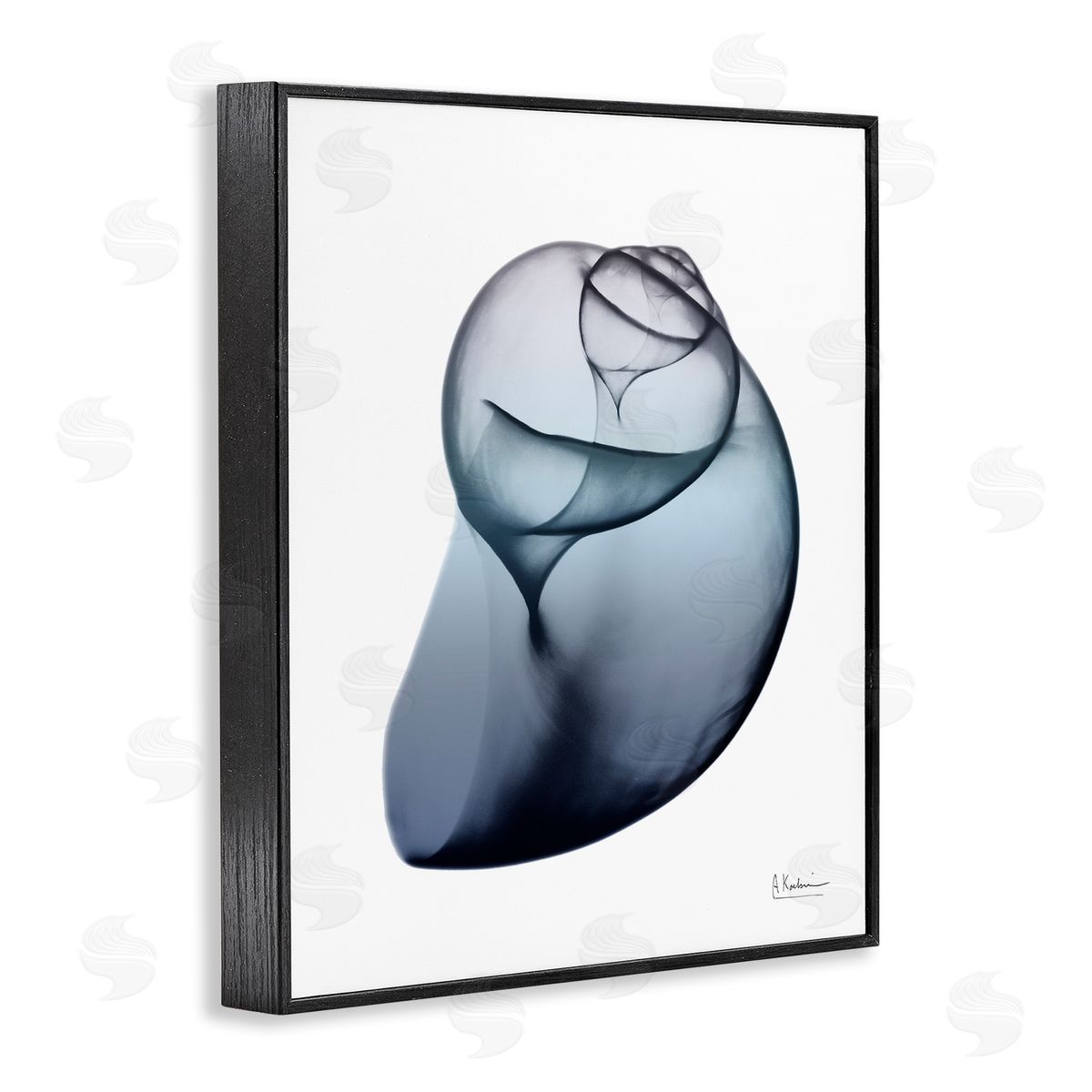 Contemporary Snail Shell Black Frame Print Wall Art, Home Decor by Albert Koetsier