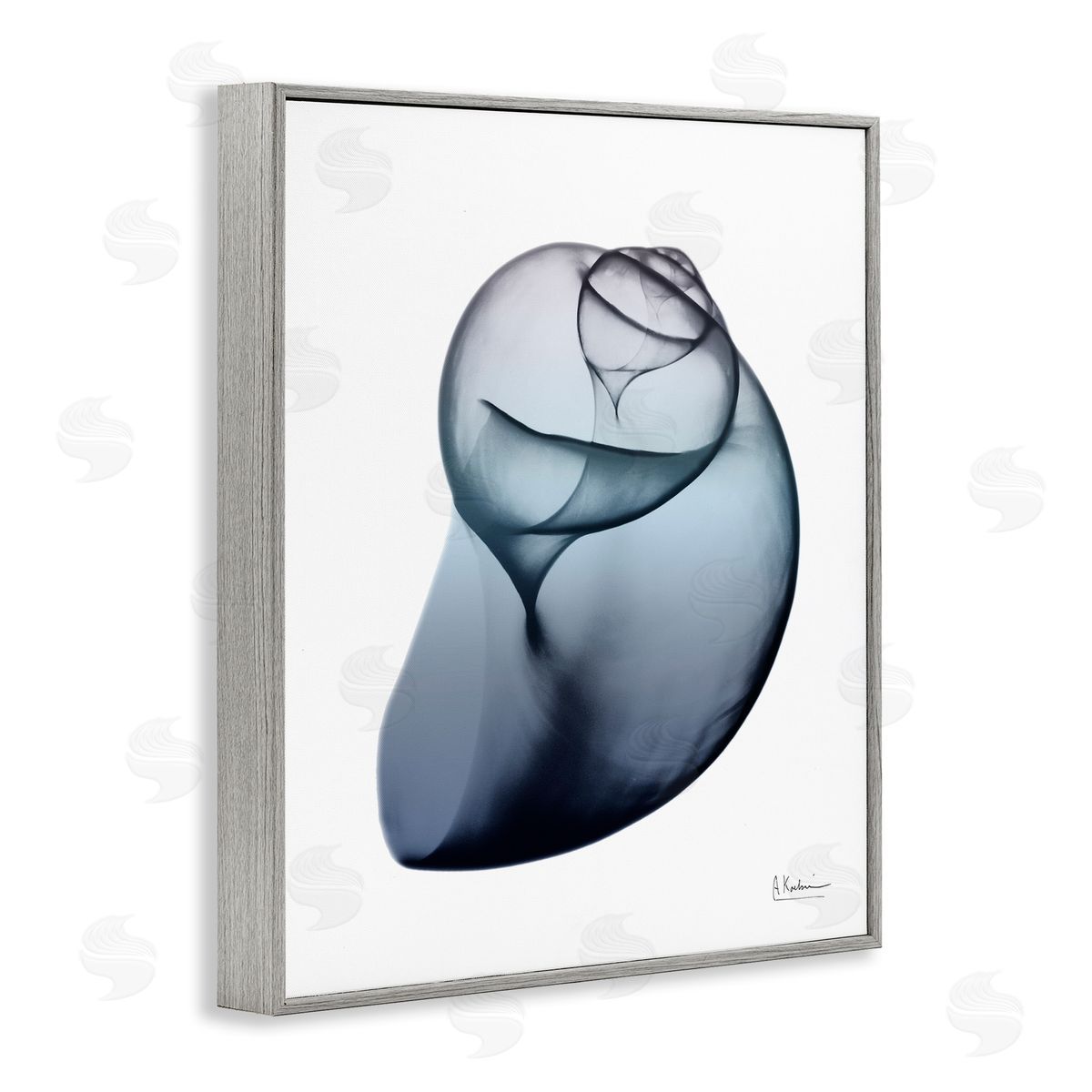 Contemporary Snail Shell Grey Frame Print Wall Art, Home Decor by Albert Koetsier