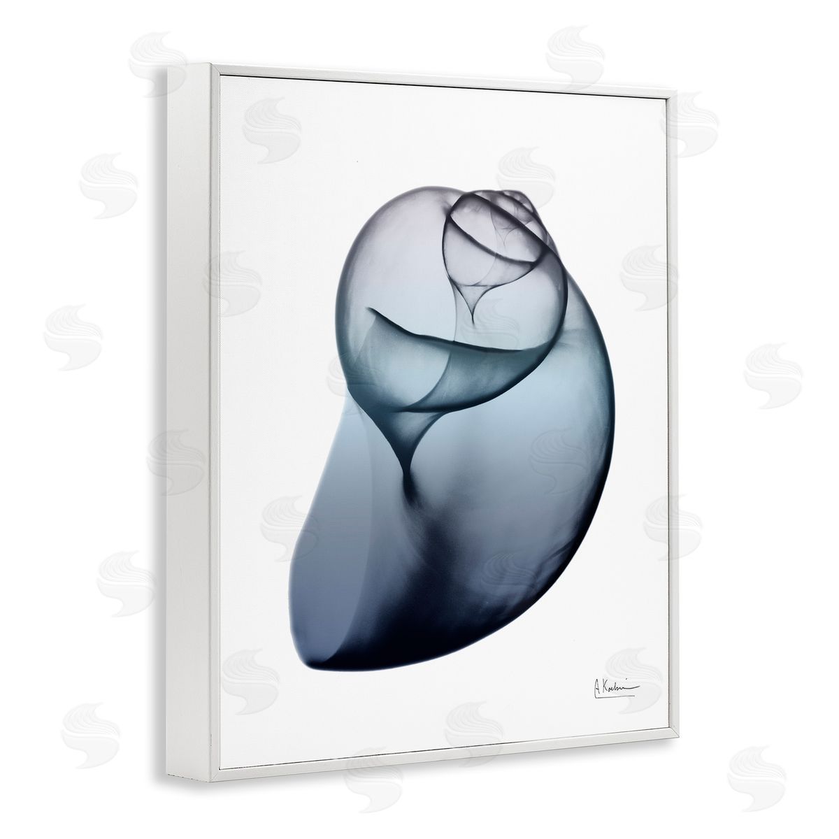 Contemporary Snail Shell White Frame Print Wall Art, Home Decor by Albert Koetsier