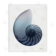 Albert Koetsier | Contemporary Nautilus Shell