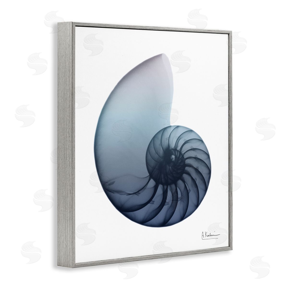 Contemporary Nautilus Shell Grey Frame Print Wall Art, Home Decor by Albert Koetsier