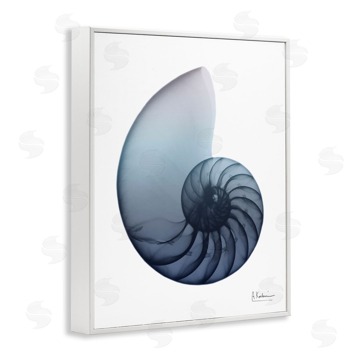 Contemporary Nautilus Shell White Frame Print Wall Art, Home Decor by Albert Koetsier