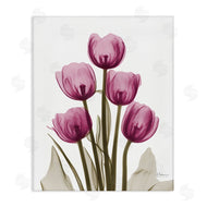 Albert Koetsier | Pink X-Ray Tulips