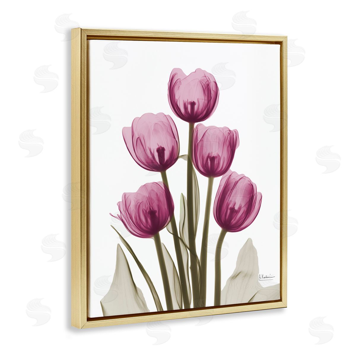 Pink X-Ray Tulips Gold Floating Frame Canvas Wall Art, Home Decor by Albert Koetsier