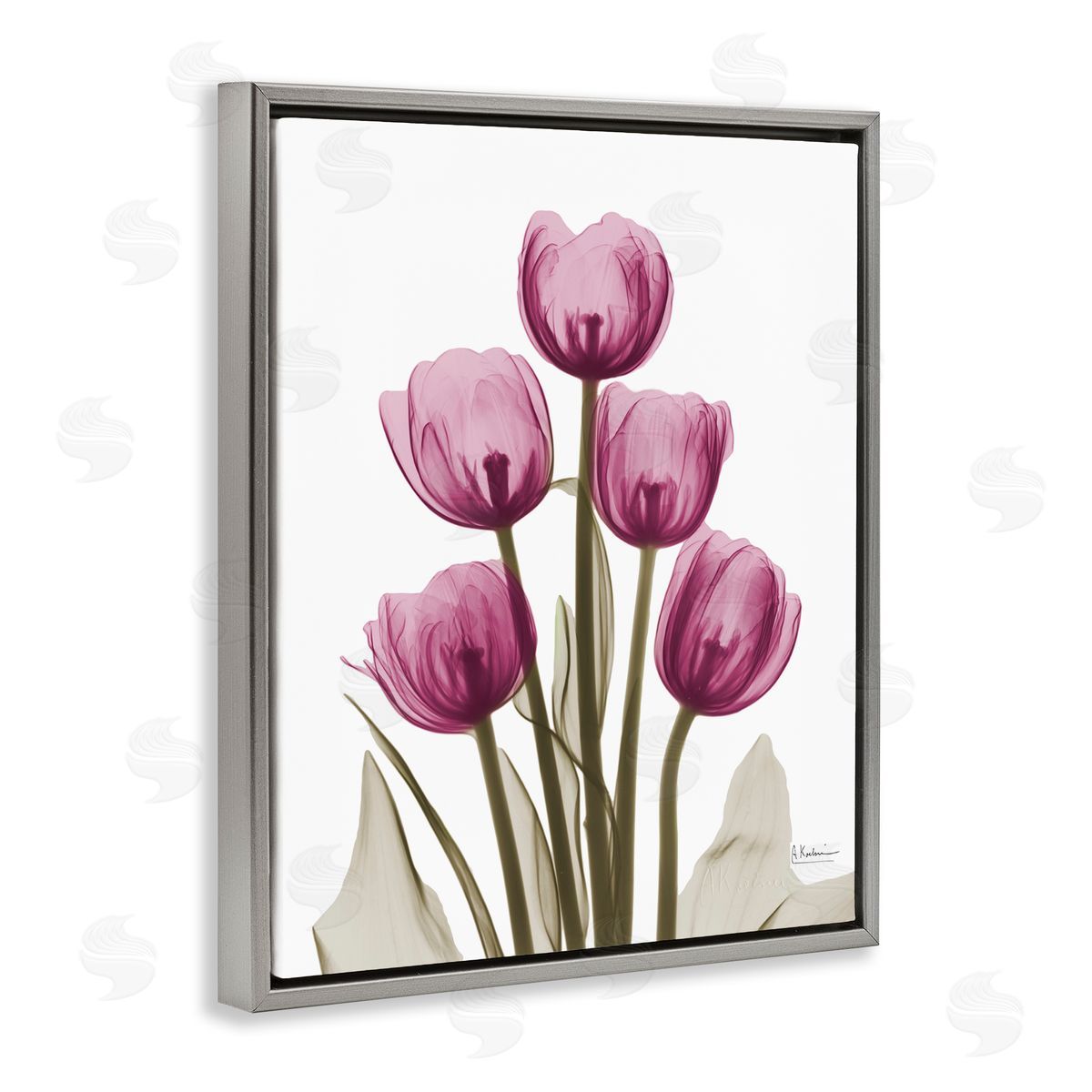 Pink X-Ray Tulips Grey Floating Frame Canvas Wall Art, Home Decor by Albert Koetsier
