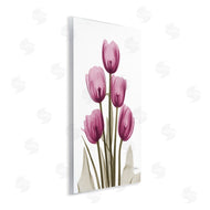 Albert Koetsier | Pink X-Ray Tulips