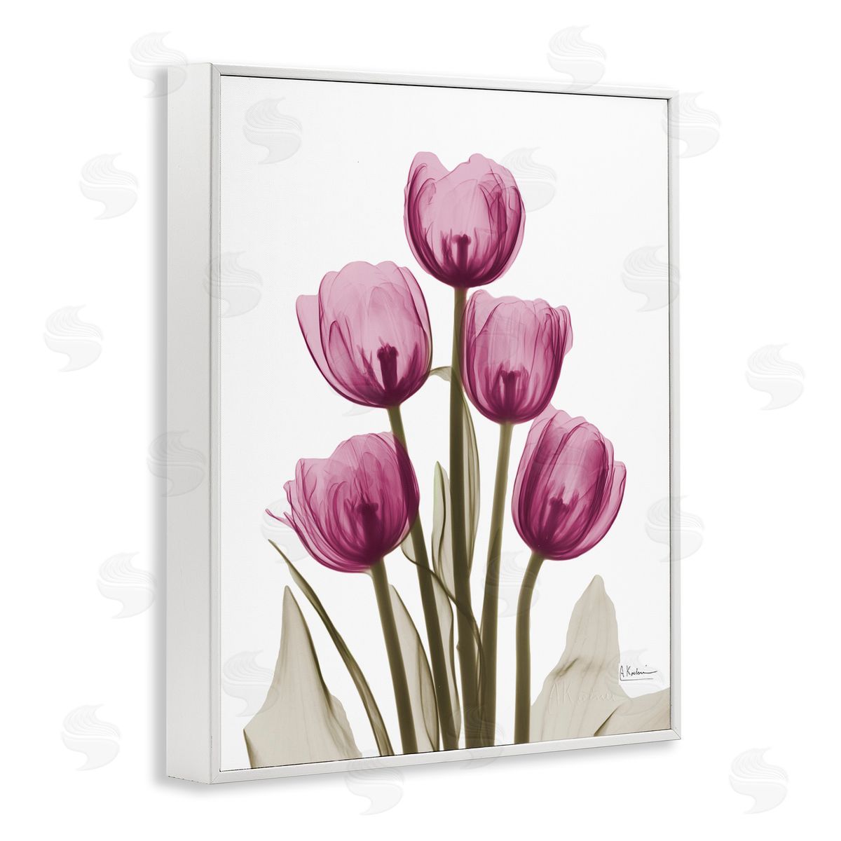 Pink X-Ray Tulips White Frame Print Wall Art, Home Decor by Albert Koetsier