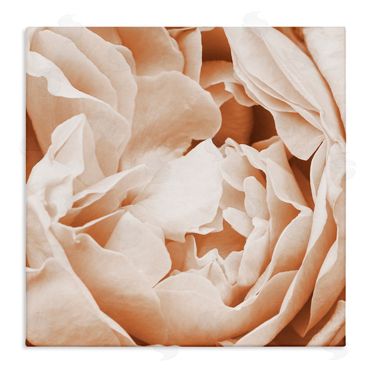 LSR Design Studio Pastel Pink Peony Petals Stretched Canvas Wall Art Print