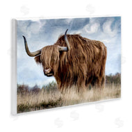Kim Allen | Highland Cattle in Field