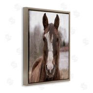 Kim Allen | Colt Horse Portrait