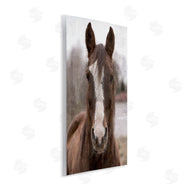 Kim Allen | Colt Horse Portrait