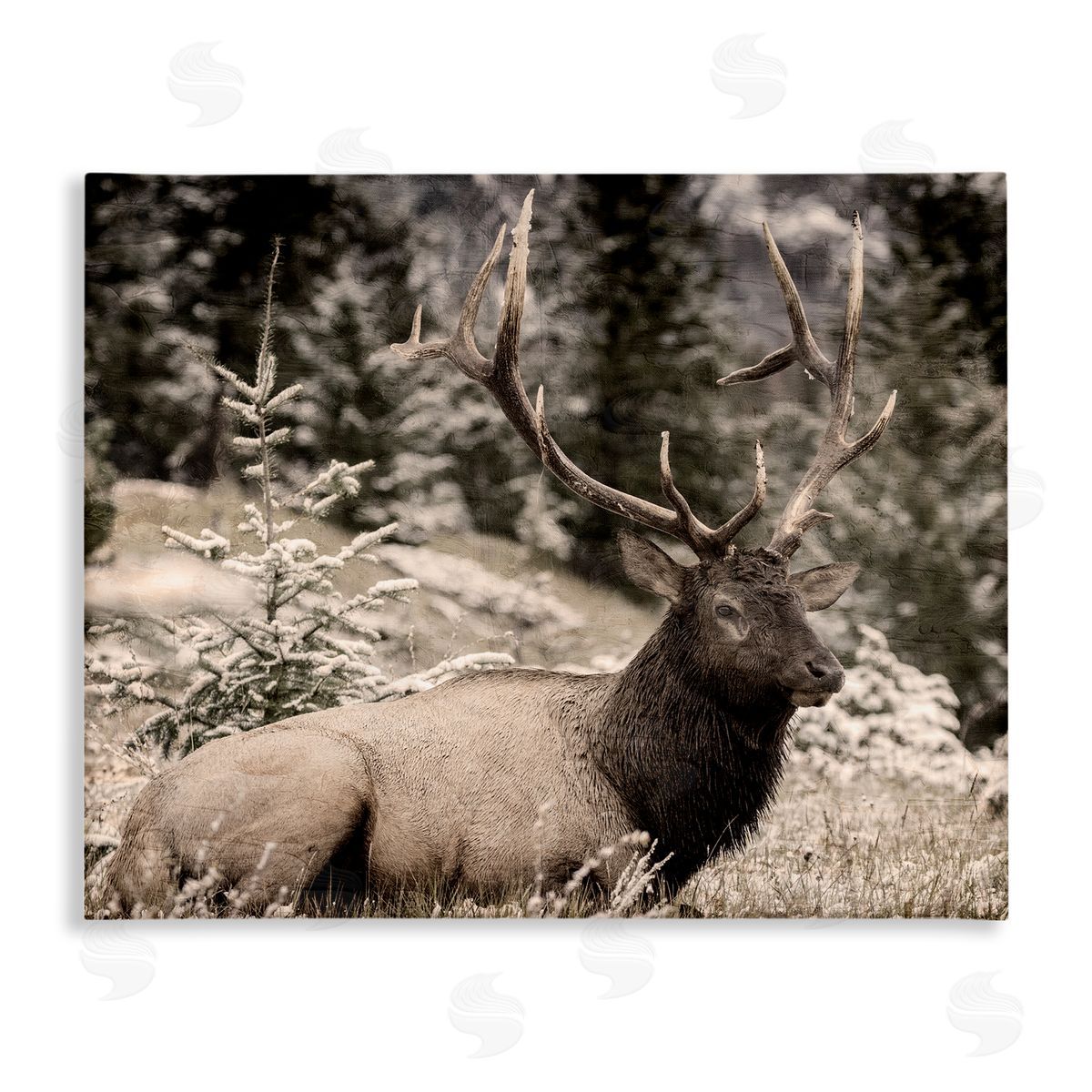 Kim Allen Elk in Nature Photography Canvas Wall Art