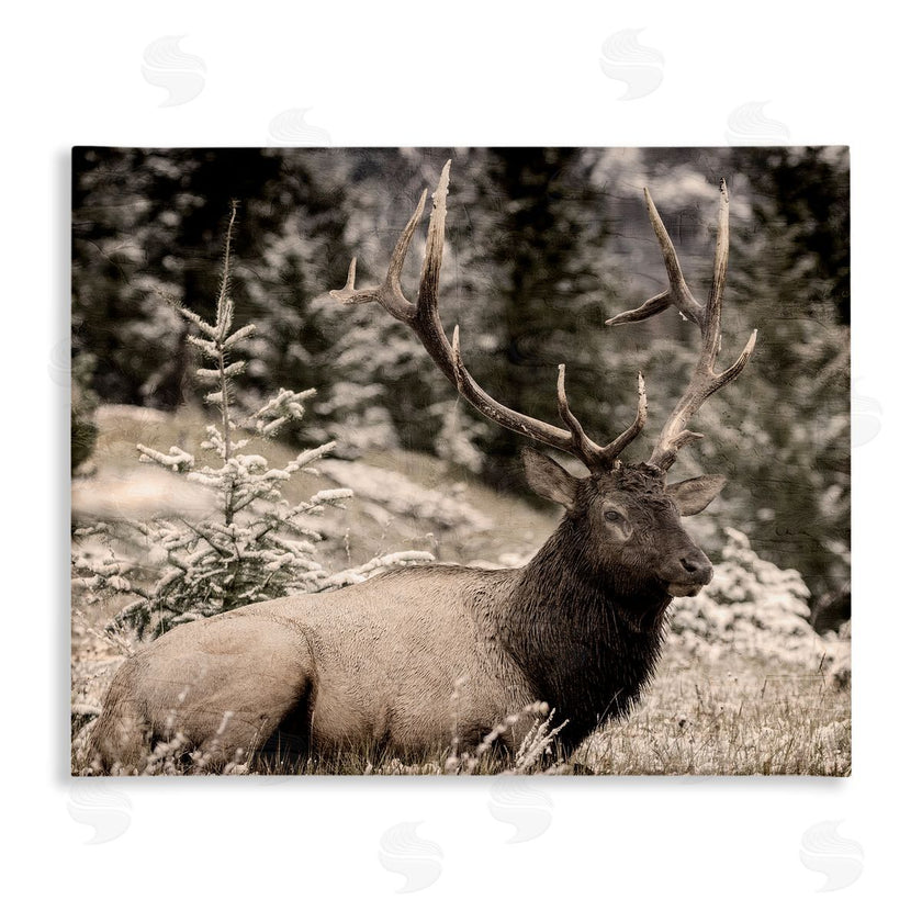 Kim Allen | Elk in Nature Photography