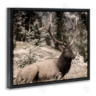 Kim Allen | Elk in Nature Photography